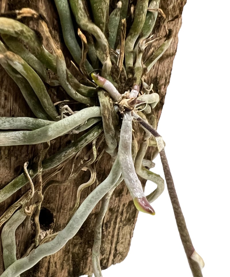 chiloschista parishii var sakura コルク原種 chiloschista parishii var sakura コルク原種