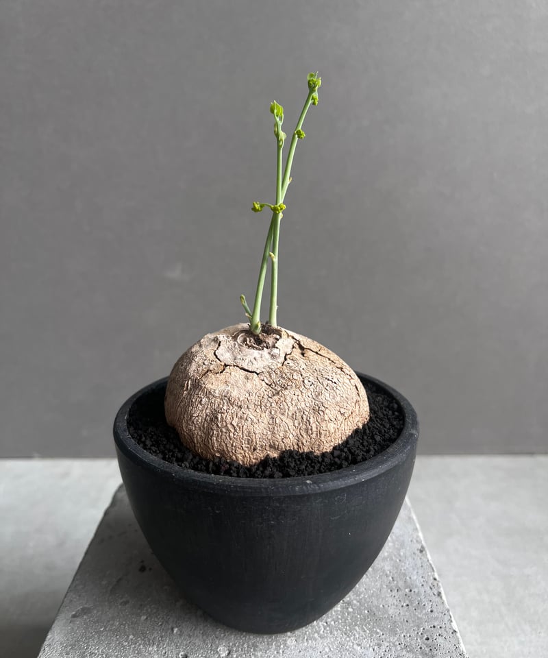 ステファニア エレクタ 「Stephania erecta」46B | SHOUCHIKUEN