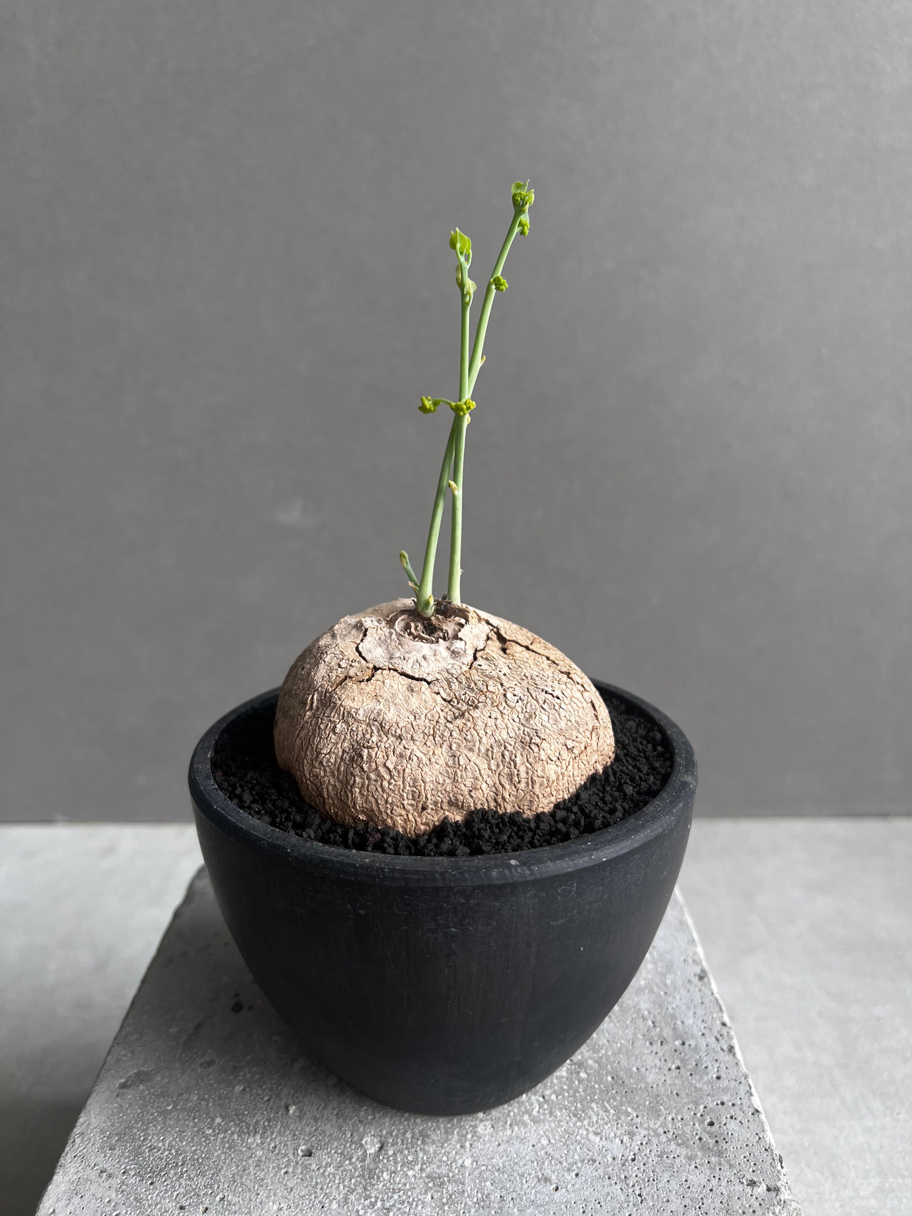 ステファニア エレクタ 「Stephania erecta」46B | SHOUCHIKUEN