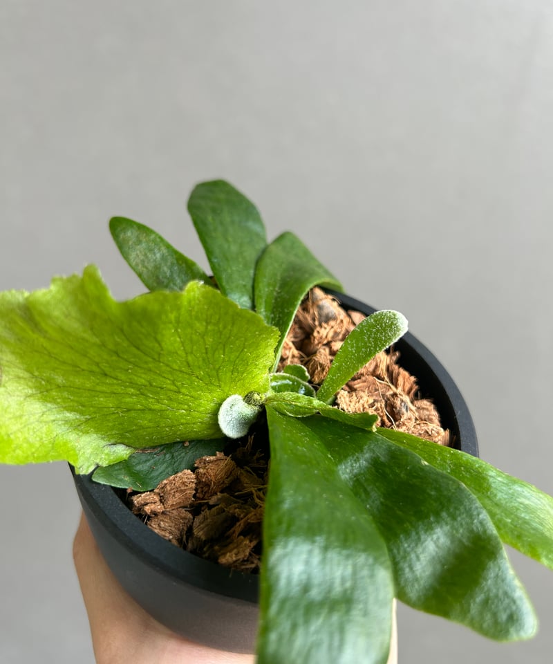 ビカクシダ　ghost ゴースト　子株 ビカクシダ ゴースト ハンズ 子株 (P. ウィリンキーx P