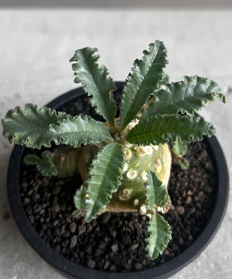 もも　ドルステニア　ラブラニー ドルステニア ラブラニー③ | hanayoshi-botanical