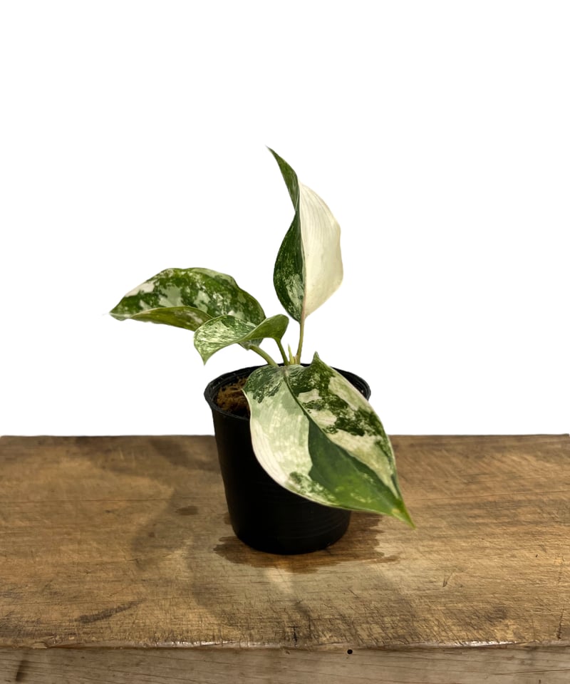 タイ直輸入‼️ 超絶希少 アグラオネマ サイアム ジェイド