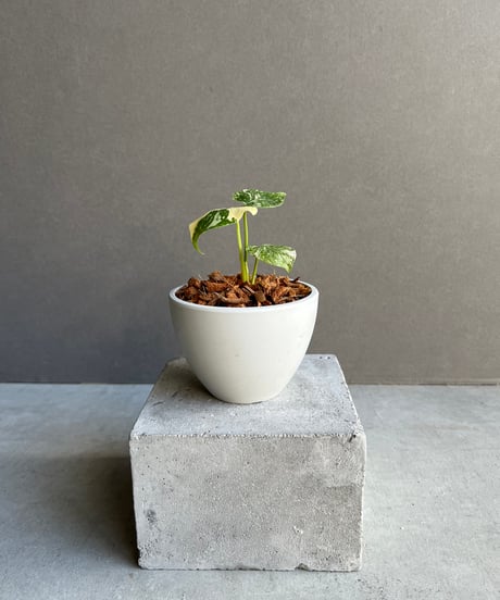 本物 モンステラ レガシー モンステラ レガシー 斑入り (小サイズ) 1本 - Etsy 日本