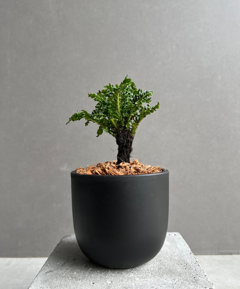ブレクナム ギッバム ドワーフ 「Blechnum gibbum Dwarf 」22C | S