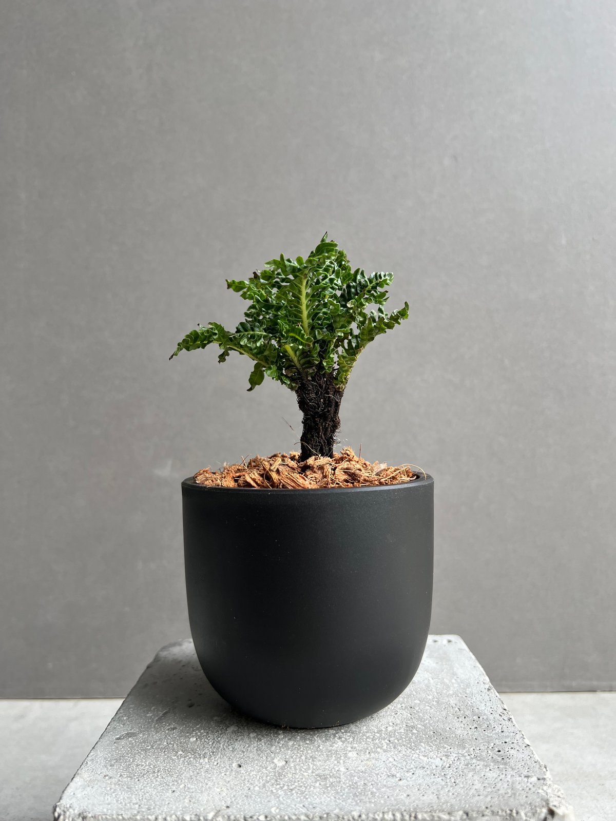ブレクナム ギッバム ドワーフ 「Blechnum gibbum Dwarf 」22C | S