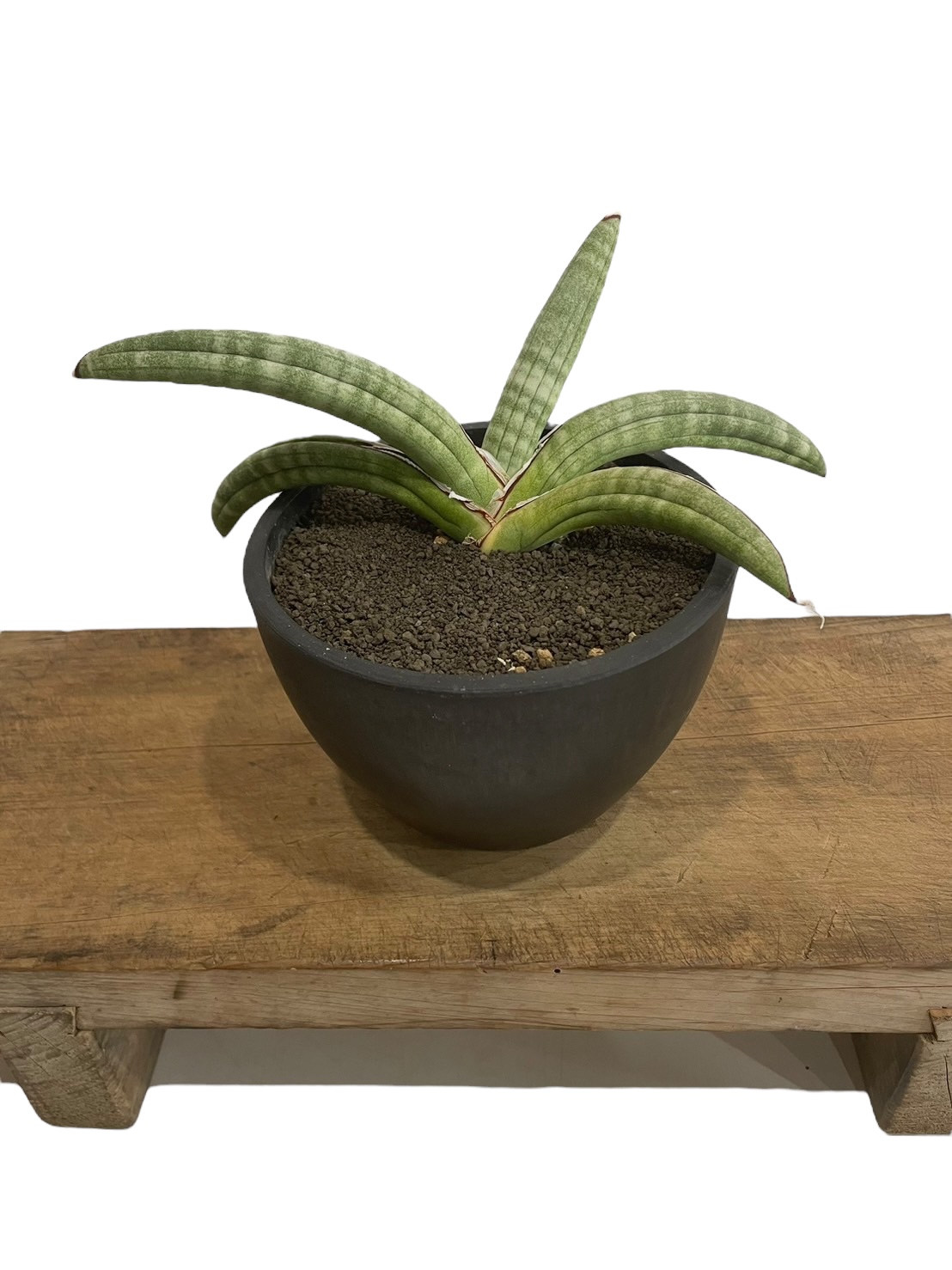 Sansevieria Eilensis サンスベリア エイレンス サンスベリア Sansevieria Dracaena ・エイレンシス No.1(D