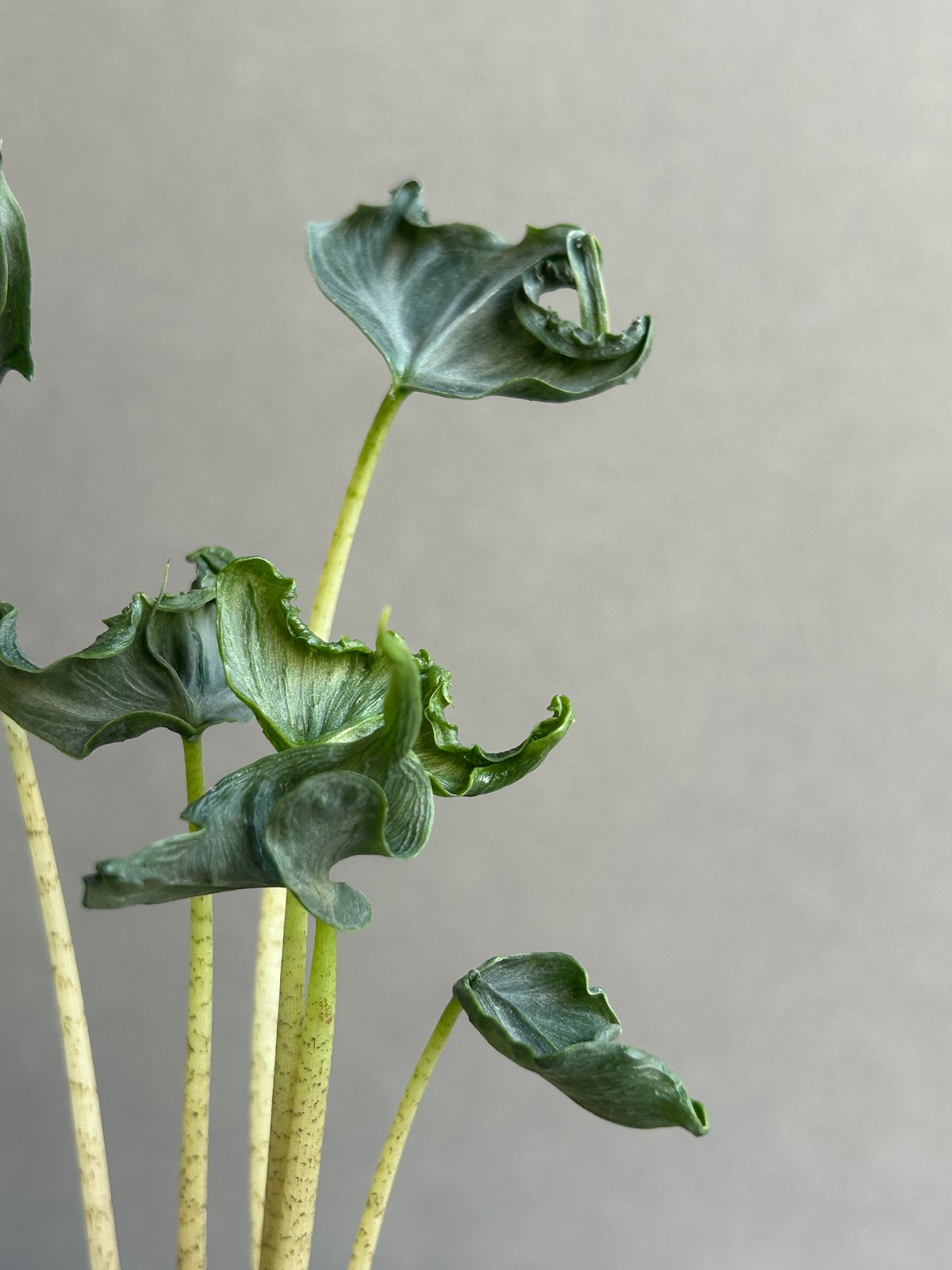 アロカシア ホーリー グレイル “ドワーフ”「Alocasia Holy Grail “ Dw