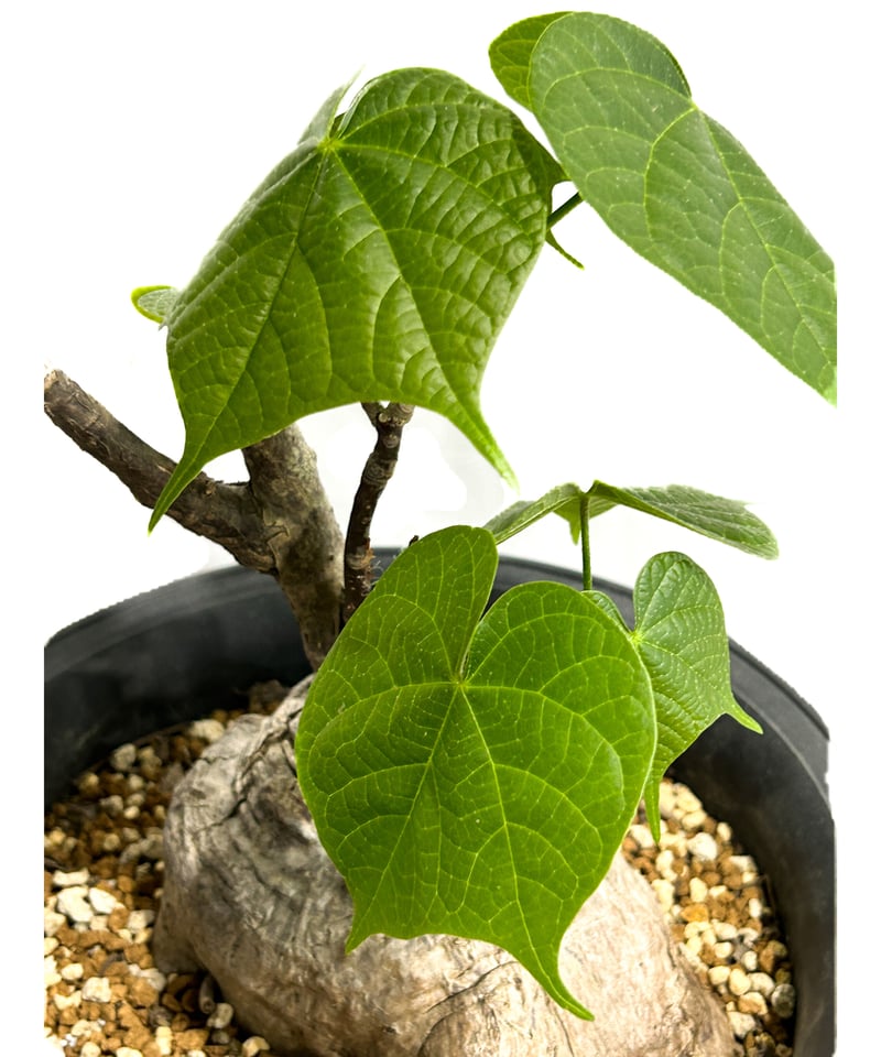 フィルミアナ コロラータ「 Firmiana colorata」5/29-646 | SHOU