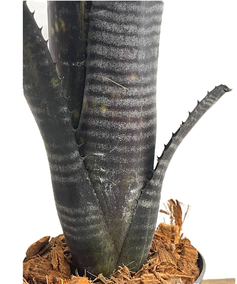 ビルベルギア オビ-ワン「Billbergia Obi - Wan」64G-3 | SHOUC ビルベルギア オビ-ワン「Billbergia Obi - Wan」64G-3 | SHOUC