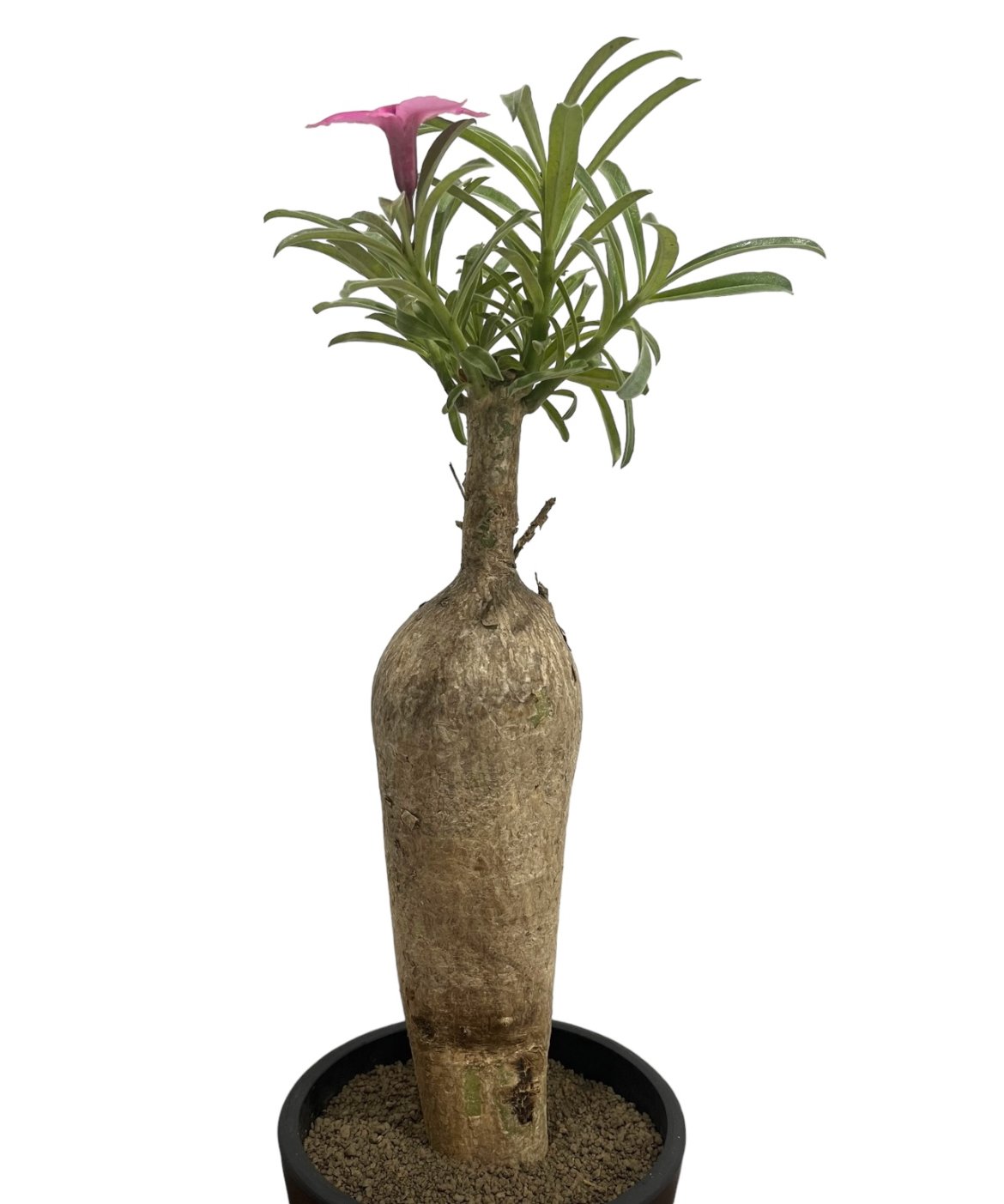 アデニウム.スワジクム fit=scale-down,w=1200