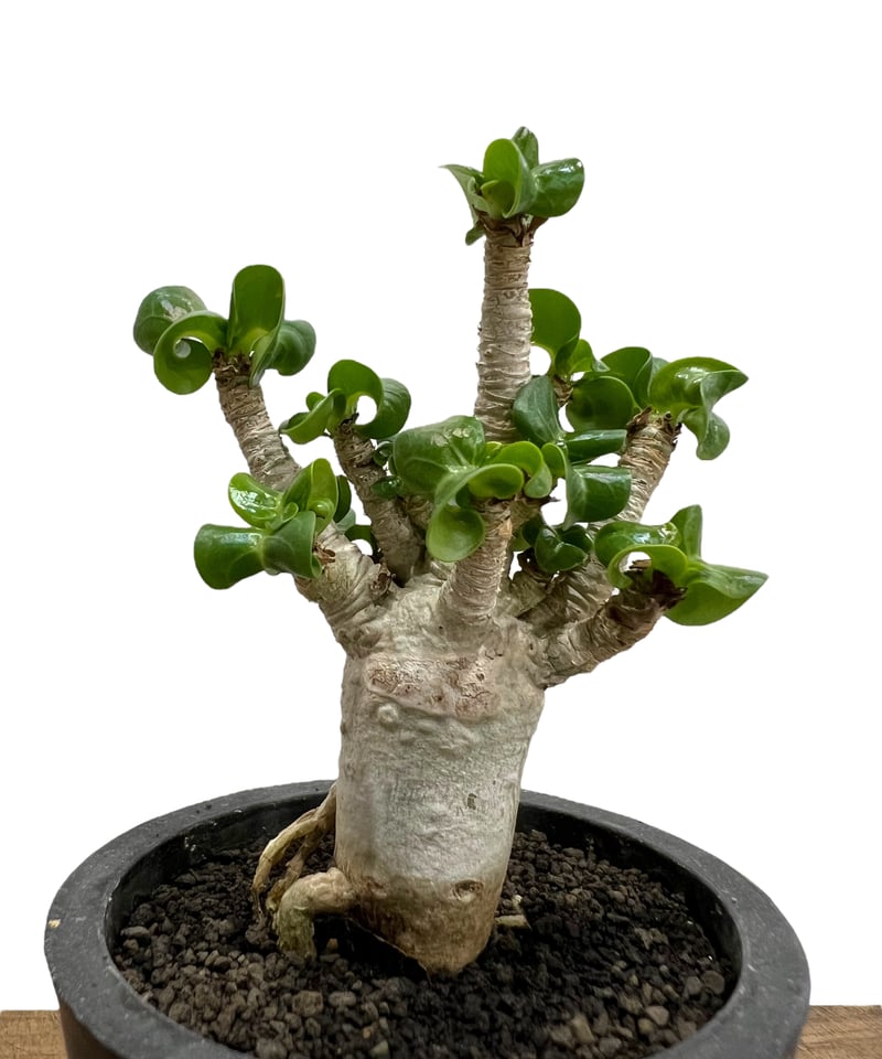 アデニウム D.H.A (獅子葉) ドワーフ 「Adenium D.H.A (Dorset H