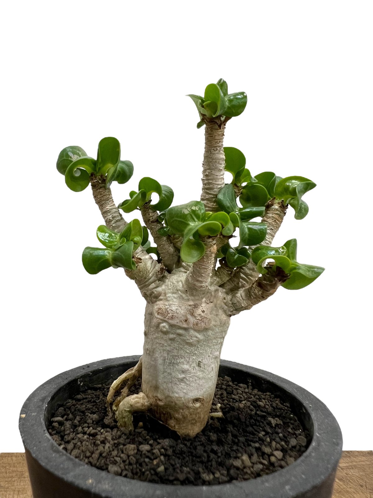 アデニウム D.H.A (獅子葉) ドワーフ 「Adenium D.H.A (Dorset H