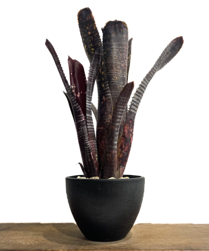 ビルベルギア オビ-ワン「Billbergia Obi - Wan」59G-4 | SHOUC
