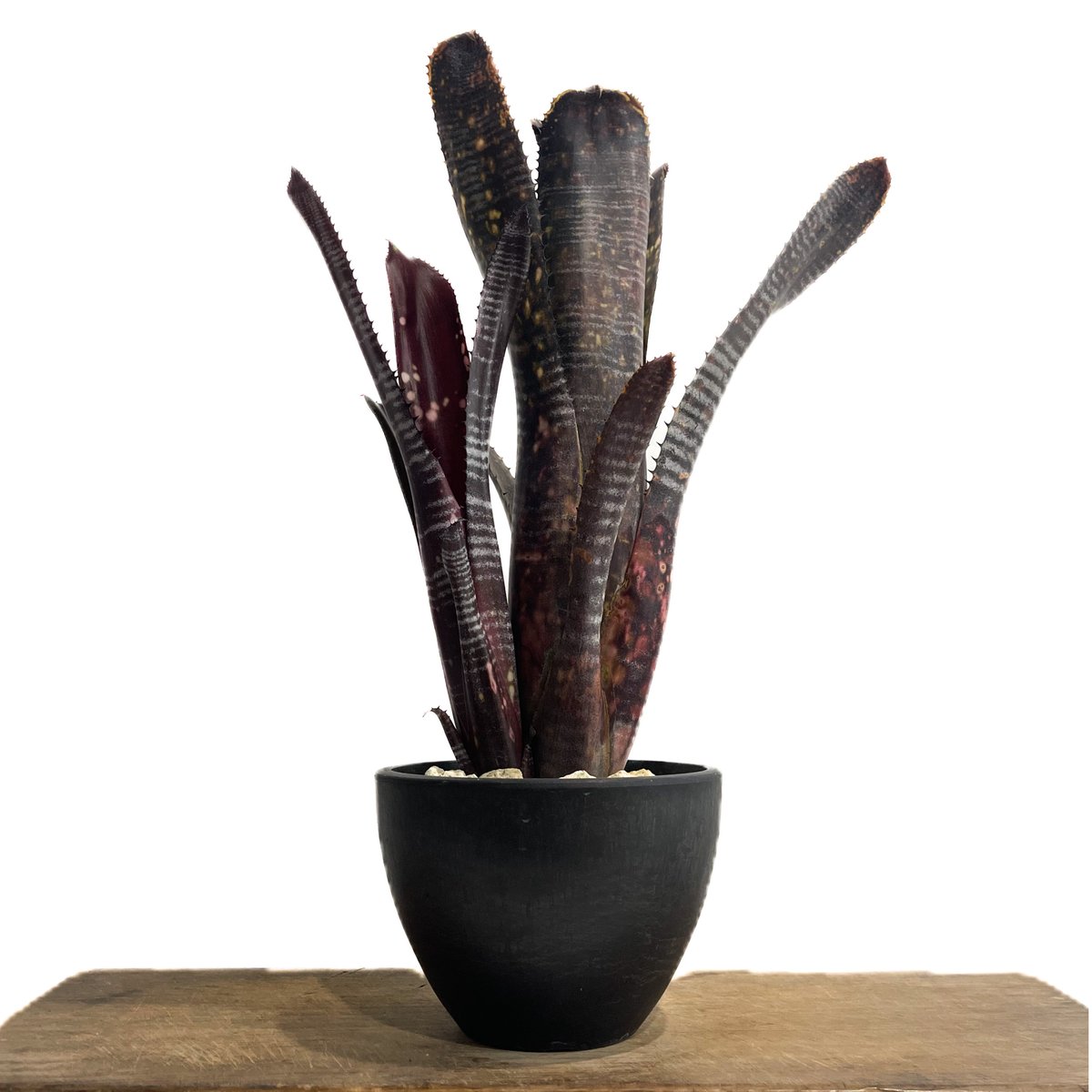 ビルベルギア オビワン カット苗子株 Billbergia Obi - Wan ビルベルギア オビ-ワン「Billbergia Obi - Wan」59G-4 | SHOUC