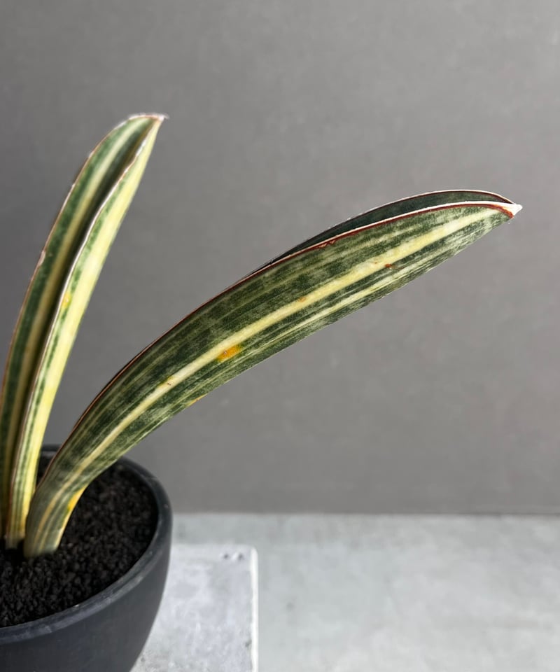 サンセベリア ハリー ベースボールバット 斑入 「Sansevieria