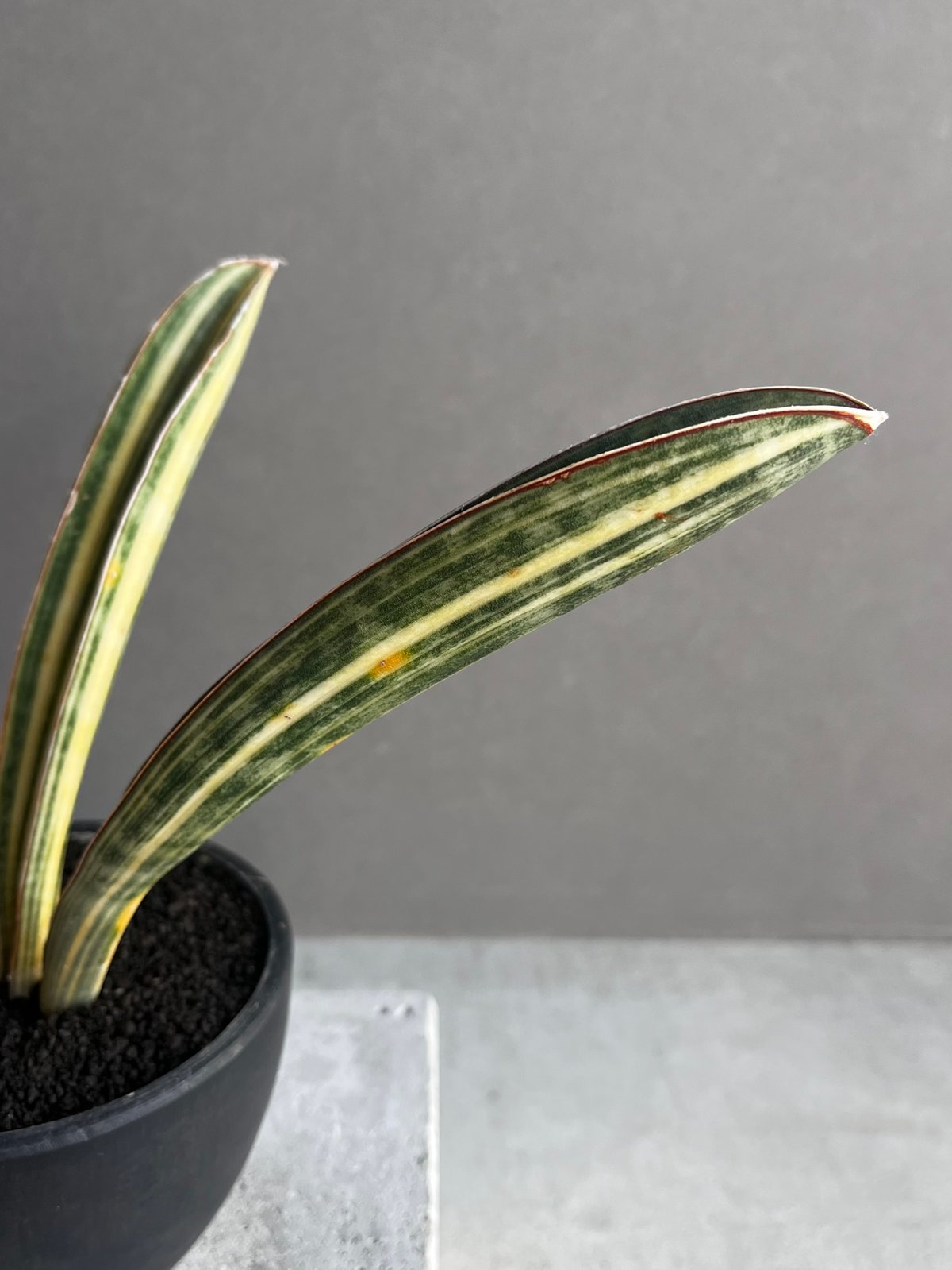 セール中　白斑入り　サンセベリア　Malawi Bat サンスベリア セール中 白斑入り サンセベリア Malawi Bat サンスベリア セール中