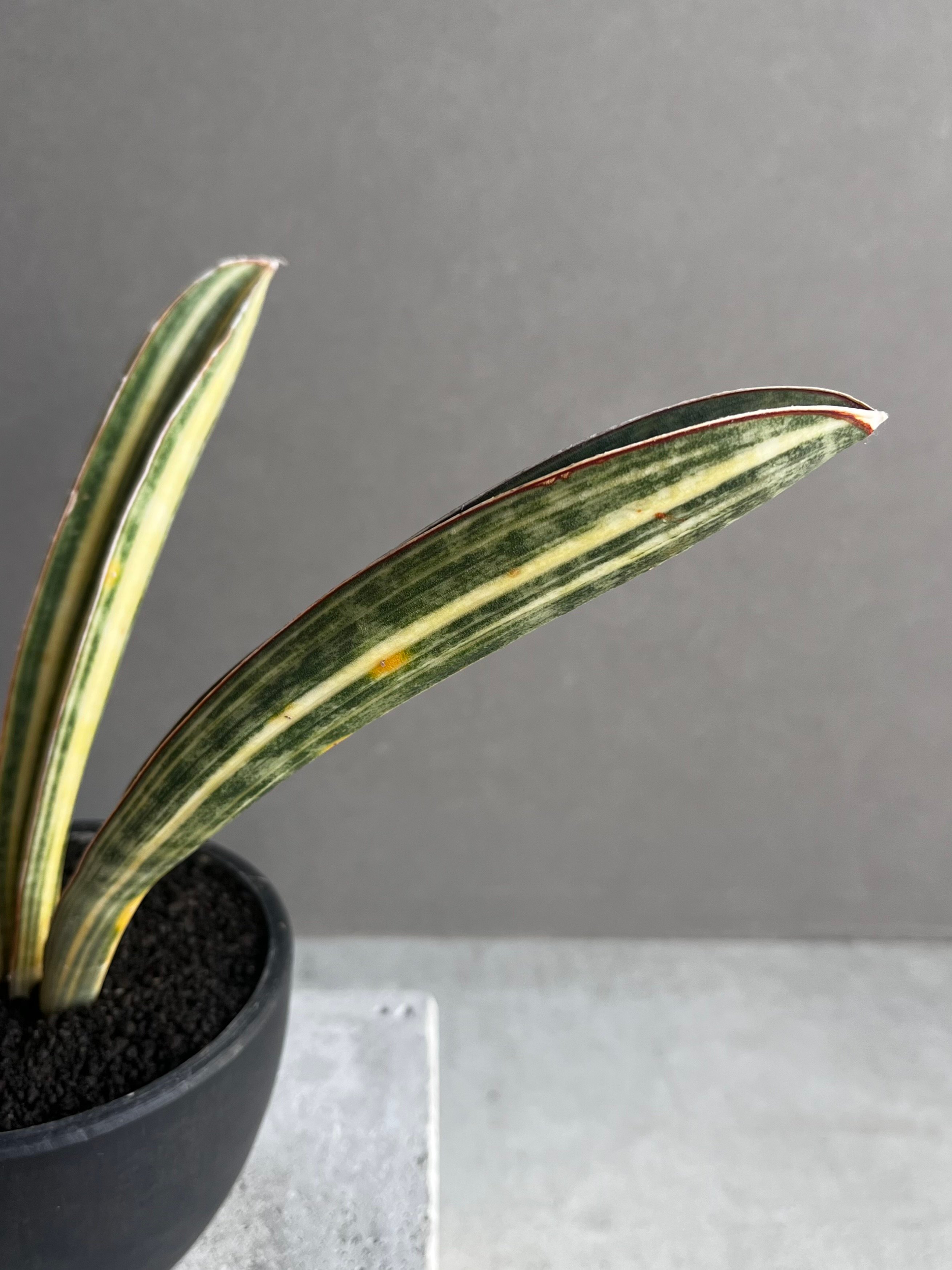サンセベリア ハリー ベースボールバット 斑入 「Sansevieria hallii