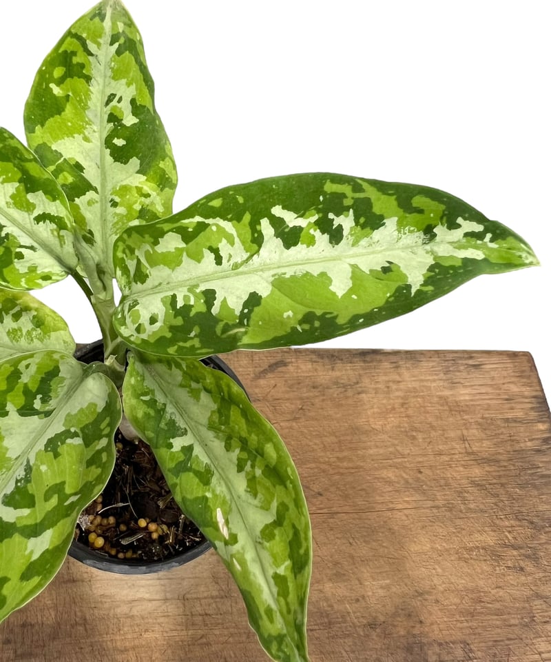 アグラオネマ ピクタム トリカラー「Aglaonema pictum tricolor」69P...