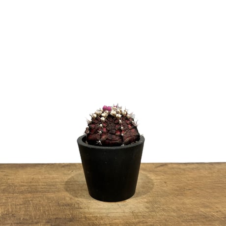 ギムノカリキウム ミハノビッチ “選抜個体”「Gymocalycium Mihaovichii “Select” 」6/26-831