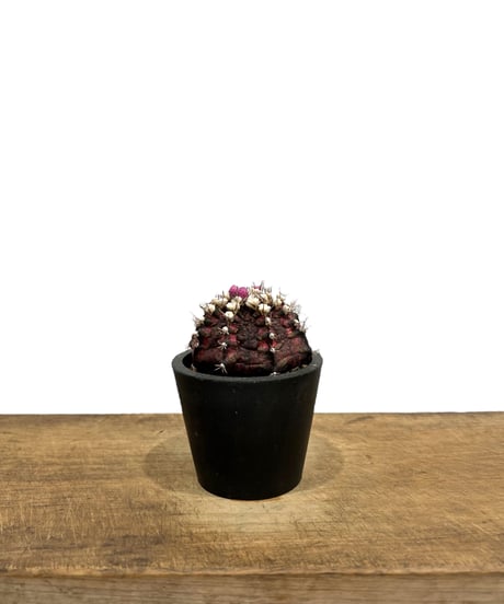 CATEGORY サボテン | SHOUCHIKUEN