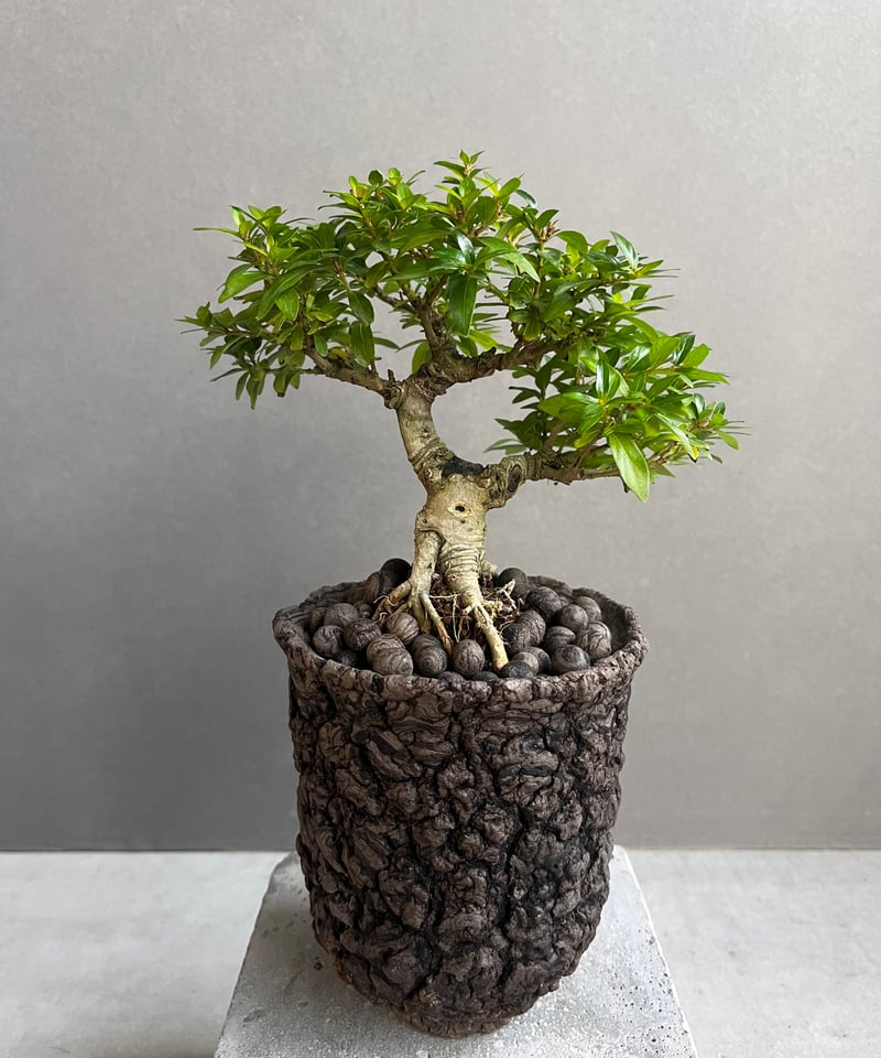 大特価‼️ 最終値下げ‼️ 高級 盆栽鉢‼️ 桜の豪華寄植え 落ち葉型 信楽焼鉢 12号の盆栽を販売｜盆栽妙 – 盆栽妙