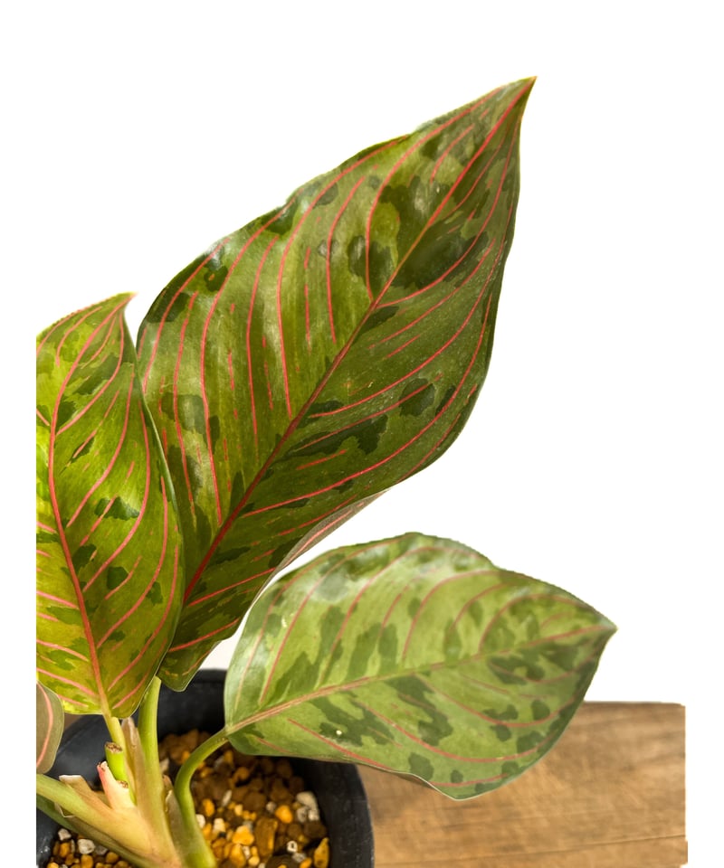 アグラオネマ レッドアーミー「Aglaonema Red Army」1/12