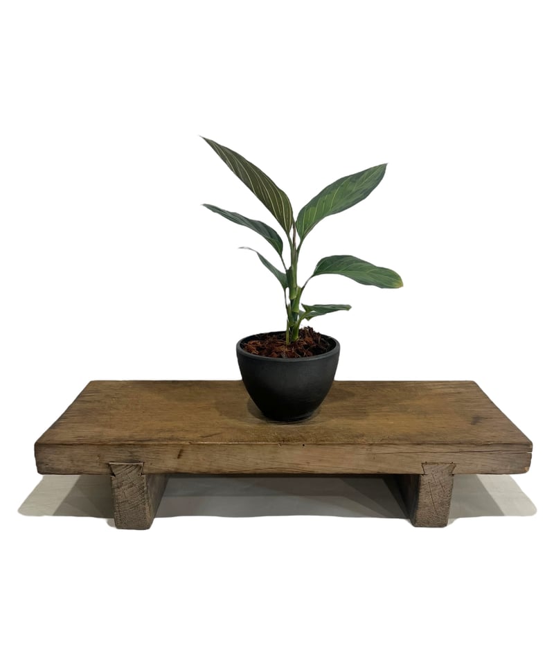 アグラオネマ ブラック リップスティック “選抜個体” 「Aglaonema 
