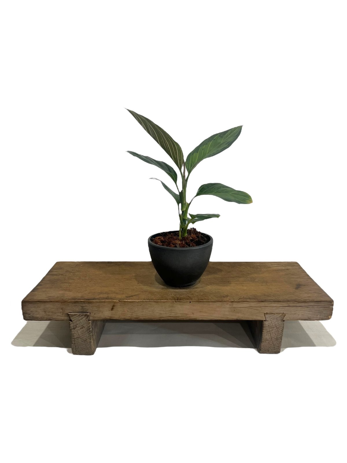 アグラオネマ ブラック リップスティック “選抜個体” 「Aglaonema