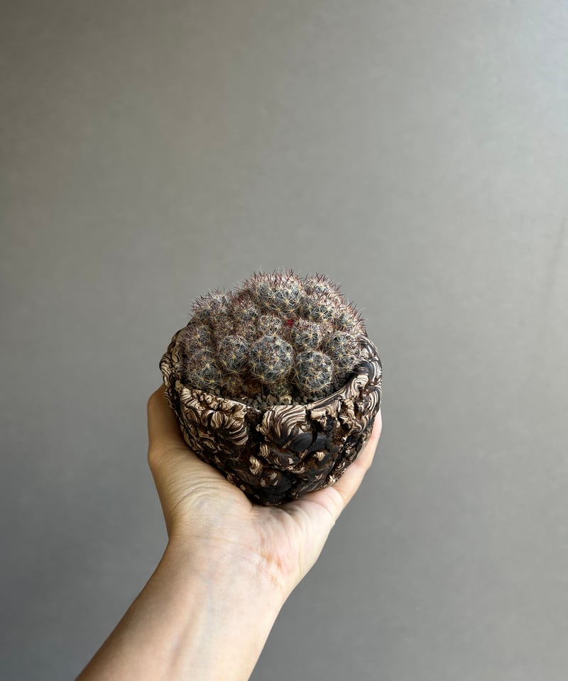 マミラリア 松霞+ plantsmonsters pot 「Mammillaria multi
