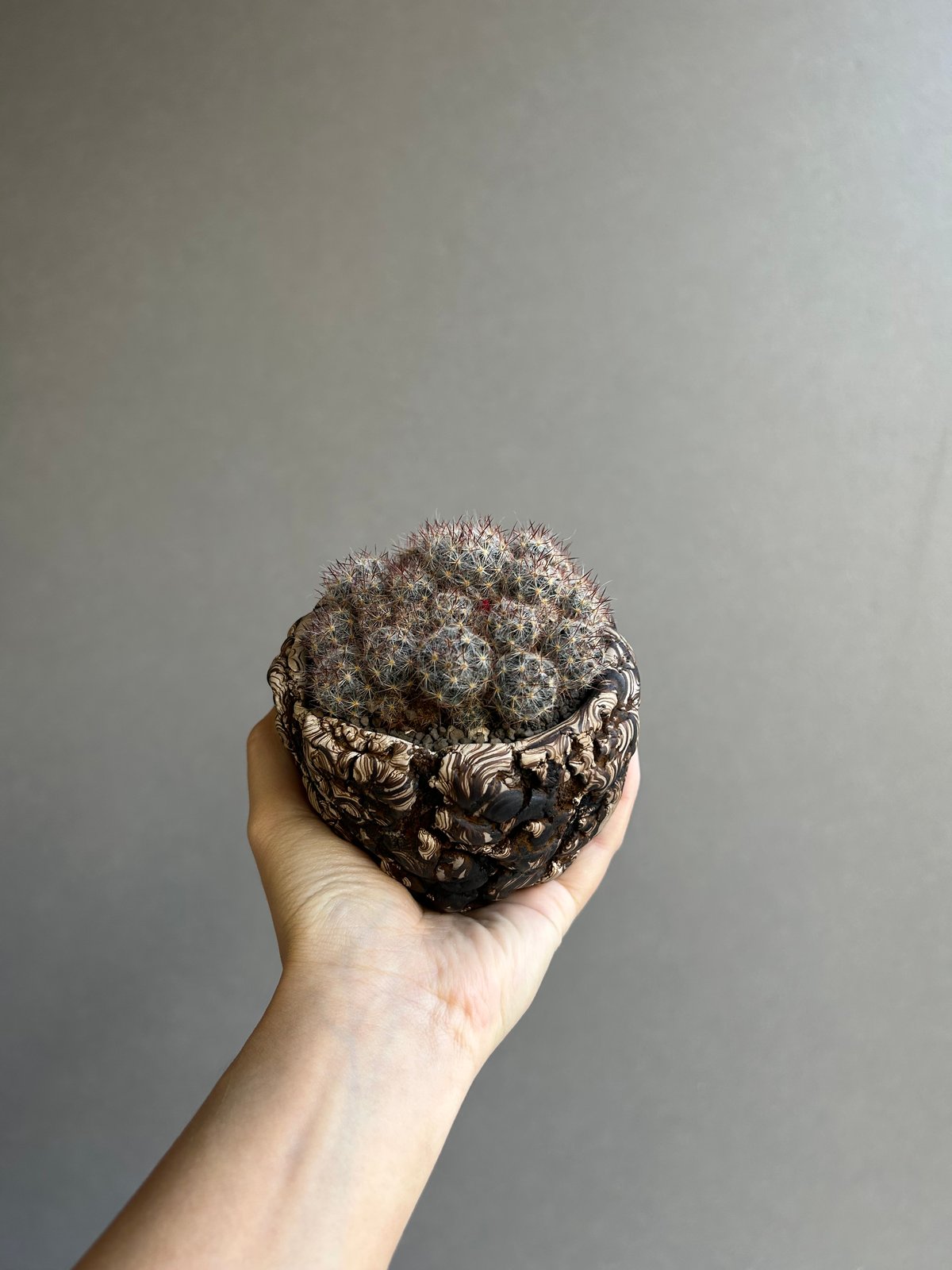 マミラリア 松霞+ plantsmonsters pot 「Mammillaria multi
