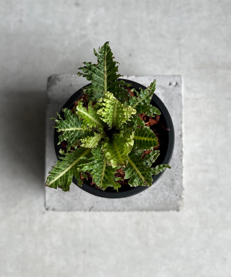ブレクナム ギッバム ドワーフ 「Blechnum gibbum Dwarf 」4D | SH