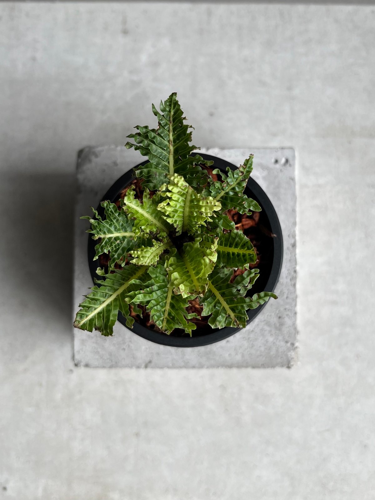 ブレクナム ギッバム ドワーフ 「Blechnum gibbum Dwarf 」4D | SH