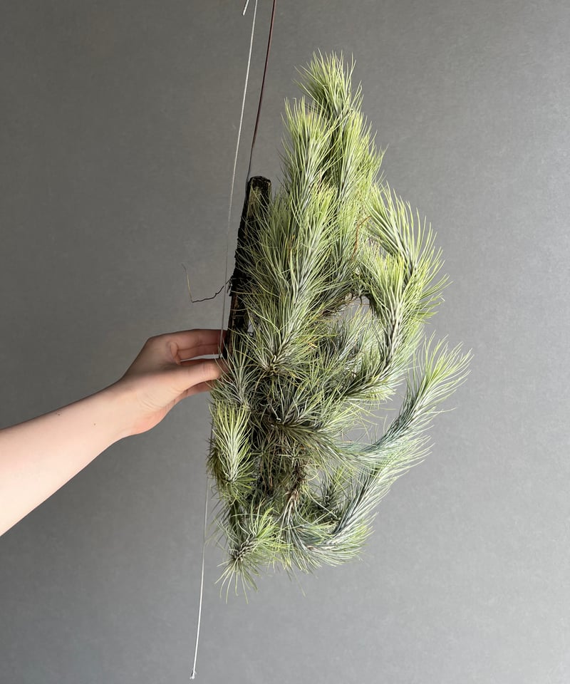 ティランジア フンキアナ クランプ 「Tillandsia funckiana clump」8