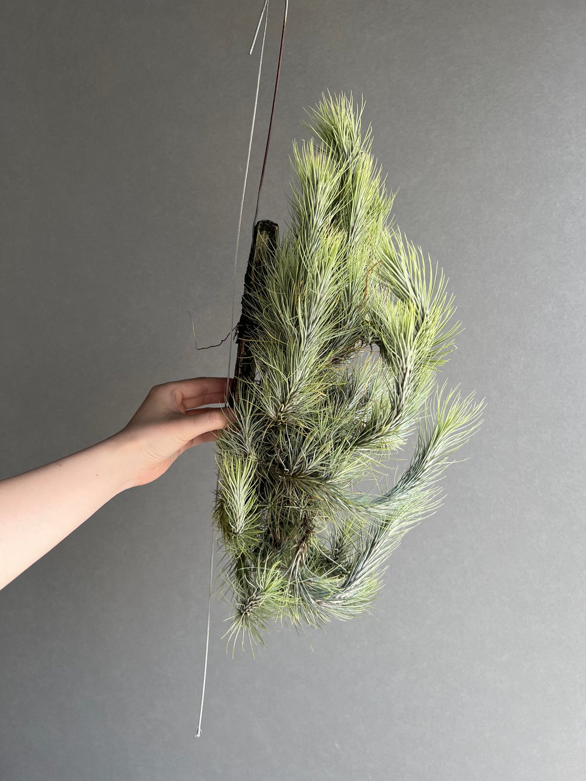 ティランジア フンキアナ クランプ 「Tillandsia funckiana