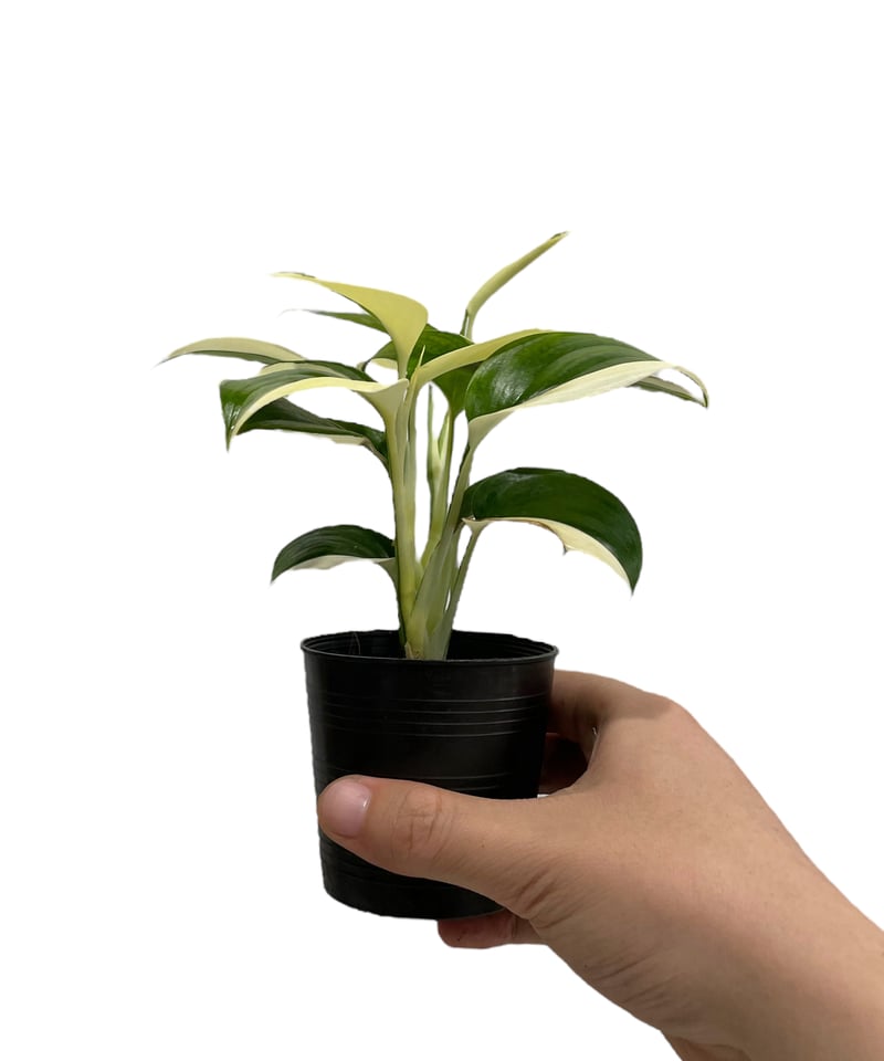 スキンダプサス ブルー アルボ 「Scindapsus blue albo」67K-m |