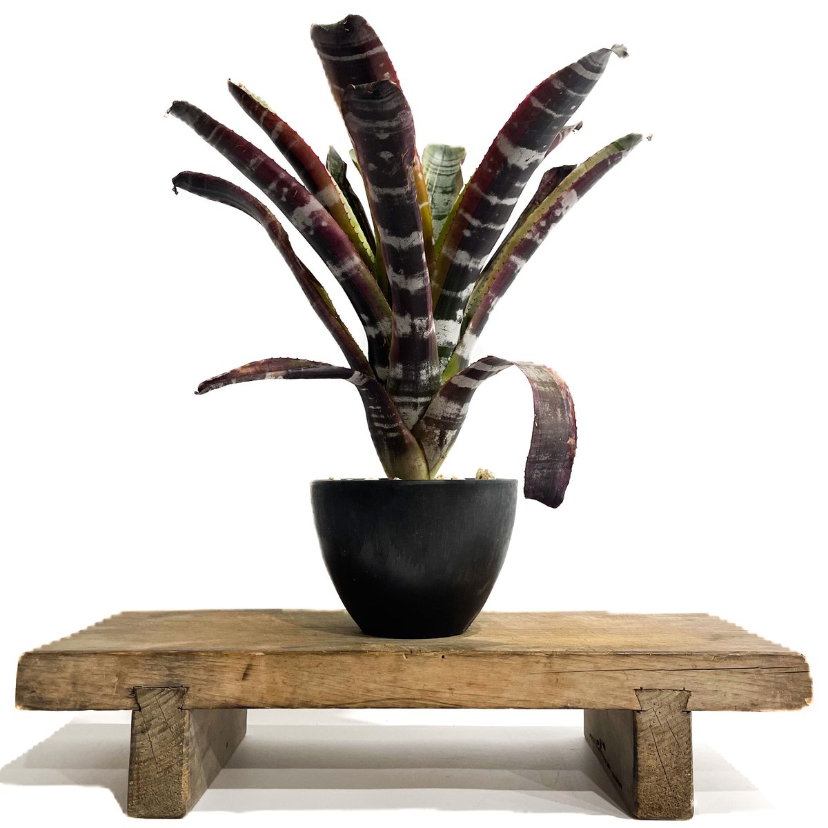 エクメア　オットー エクメア オットー 「Aechmea Otto」35T | SHOUCHIKUEN