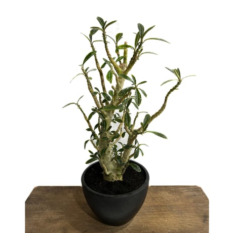 ドルステニア ギガス 実生苗「Dorstenia gigas (seedling)」5/29-638 D