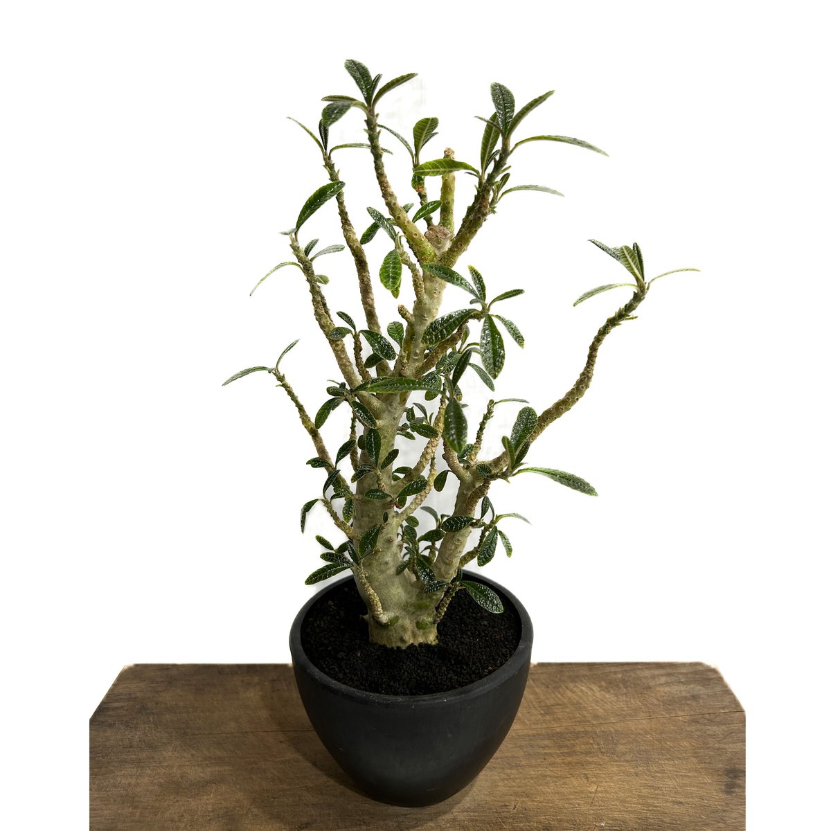 実生 ドルステニア ギガス (Dorstenia gigs) 実生 ドルステニア ギガス (Dorstenia gigs)