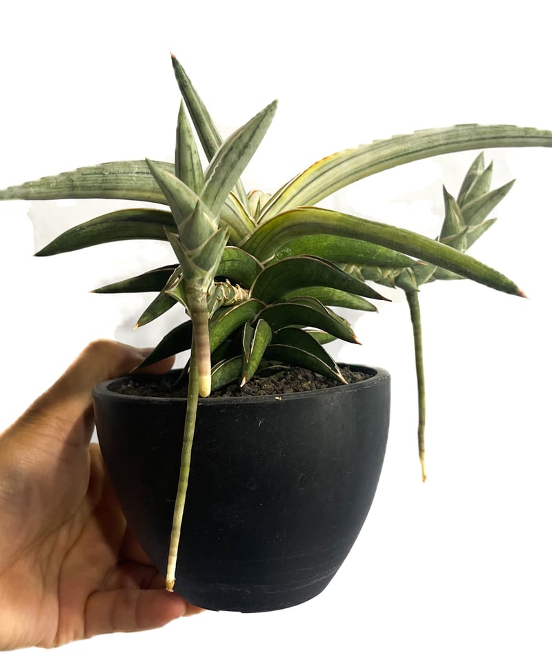 サンセベリア lav.1970 白斑入「Sansevieria lav. 1970 White