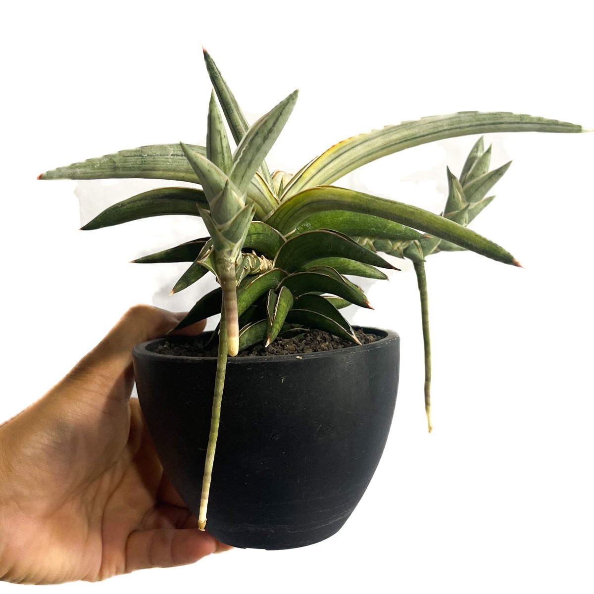 EMP サンセベリア Lav.1970 platinam / SA425 EMP サンセベリア Lav.1970 platinam / SA425