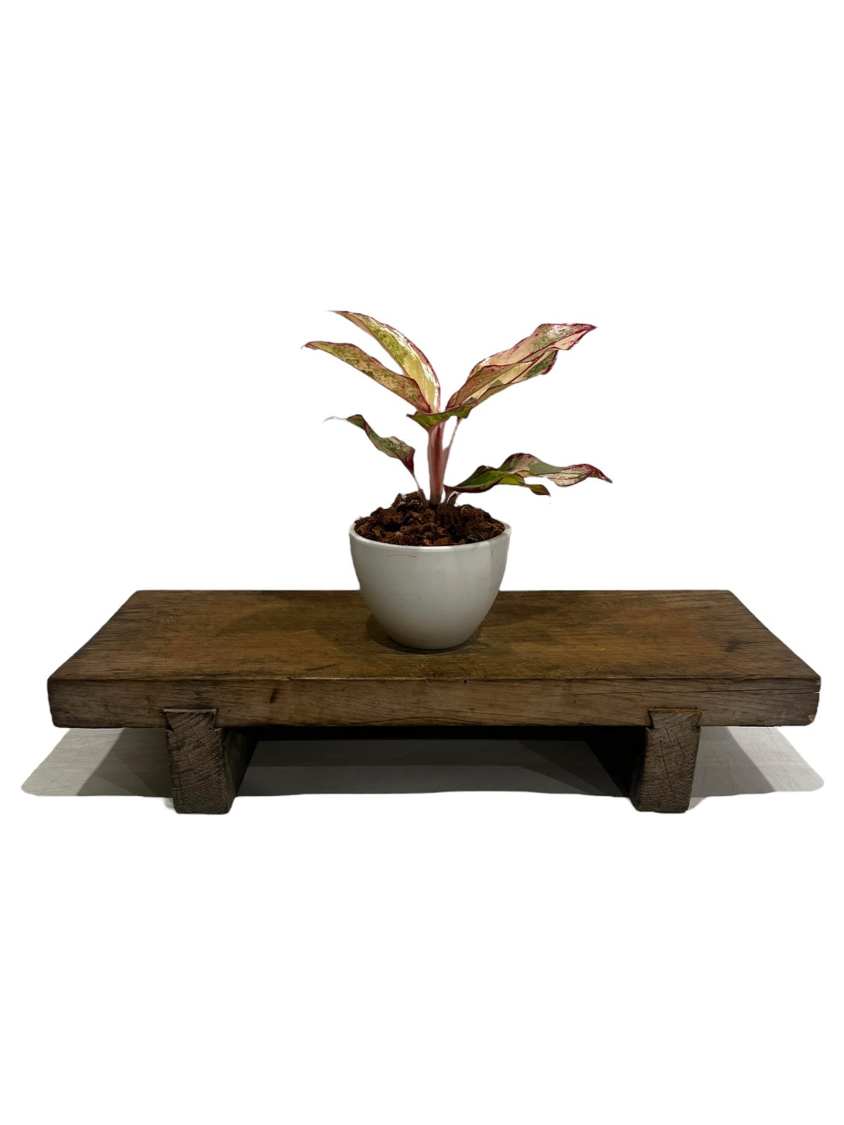 アグラオネマ サイアム オーロラ 斑入 「Aglaonema Siam Aurora Vari