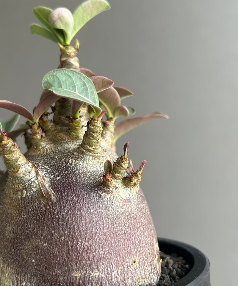 アデニウム アラビカム スーパー ドワーフ “ブラック” 「Adenium