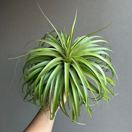 ティランジア マンジュサカ「Tillandsia Manjusaka」40H