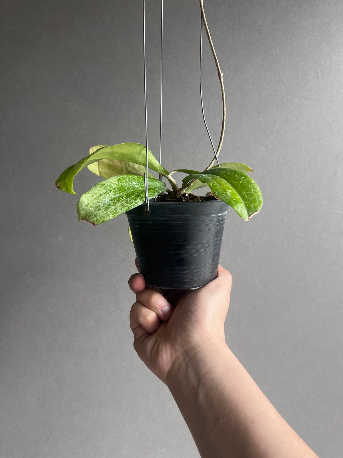 ホヤ エリスリナ スプラッシュ 「Hoya erythrina splash」16V ホヤ エリスリナ スプラッシュ 「Hoya erythrina splash」16V
