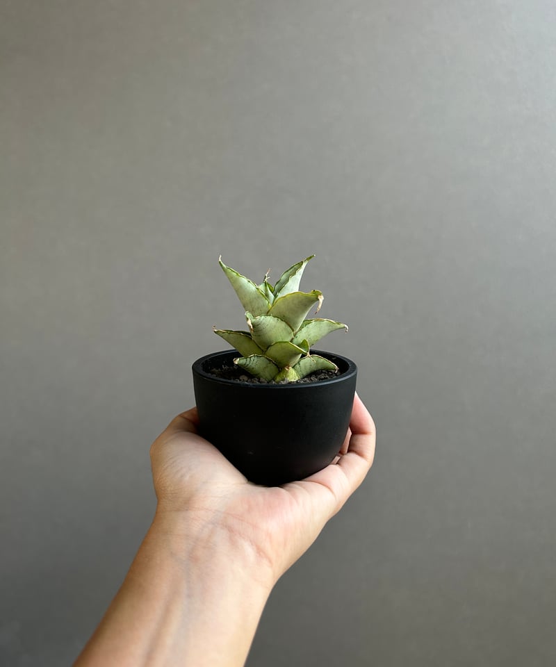 サンセベリア ブア カーオ「 Sansevieria Buakaw(by Unyamanee