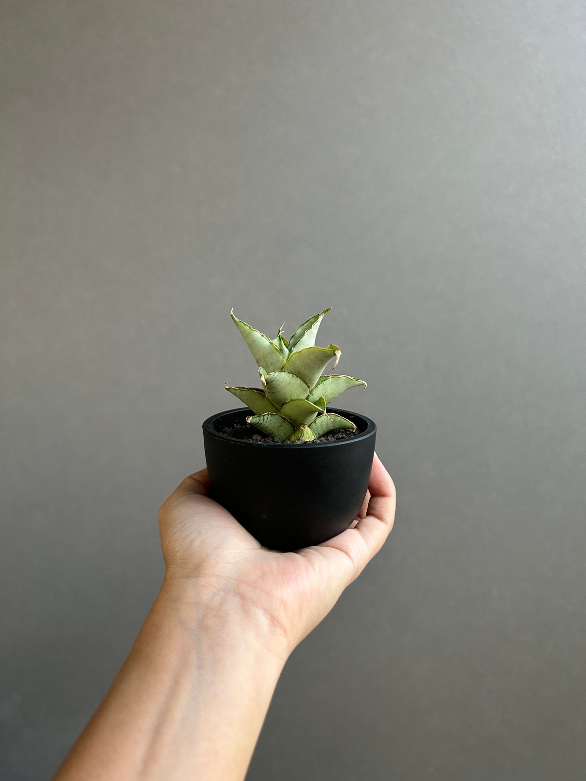 サンセベリア ブア カーオ「 Sansevieria Buakaw(by Unyamanee