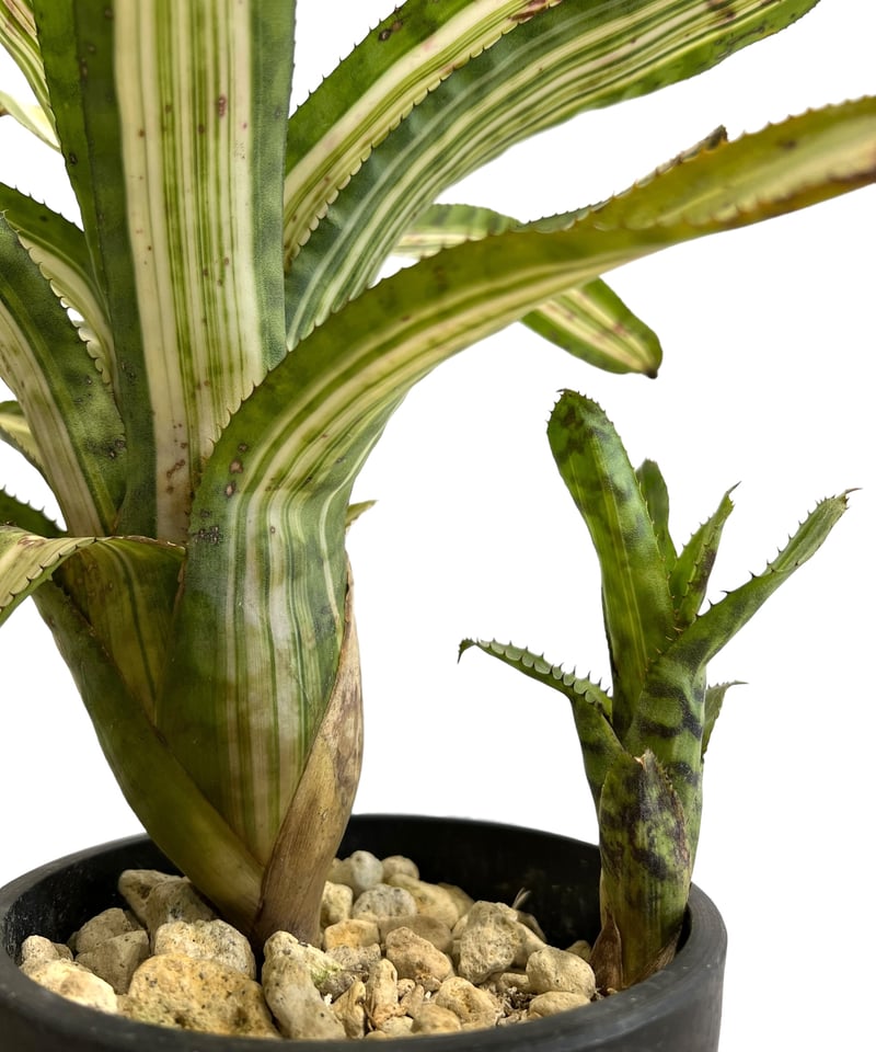 特大　Aechmea variegated sp 仔株　鉢のまま発送　ブロメリア 特大 Aechmea variegated sp 仔株 鉢のまま発送 ブロメリア