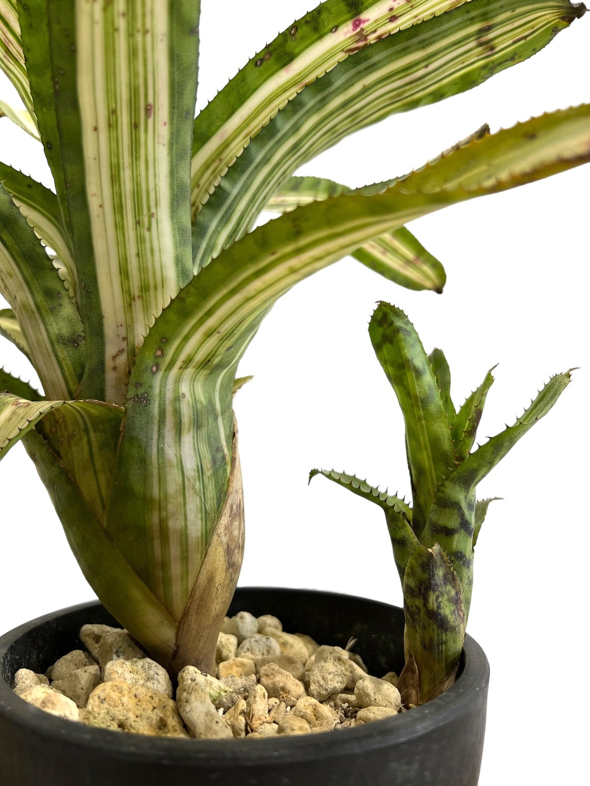 エクメア バート 斑入り「Aechmea Bert variegated」94F-4 | SH