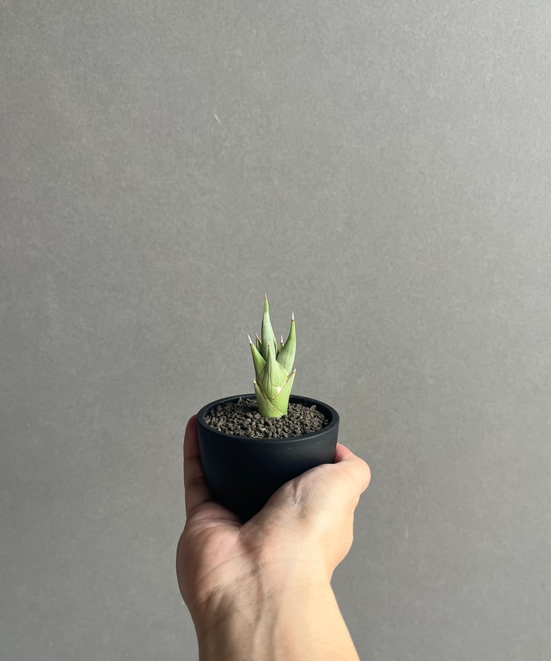 サンセベリア チャニン(by アンヤマニー ガーデン) 「Sansevieria