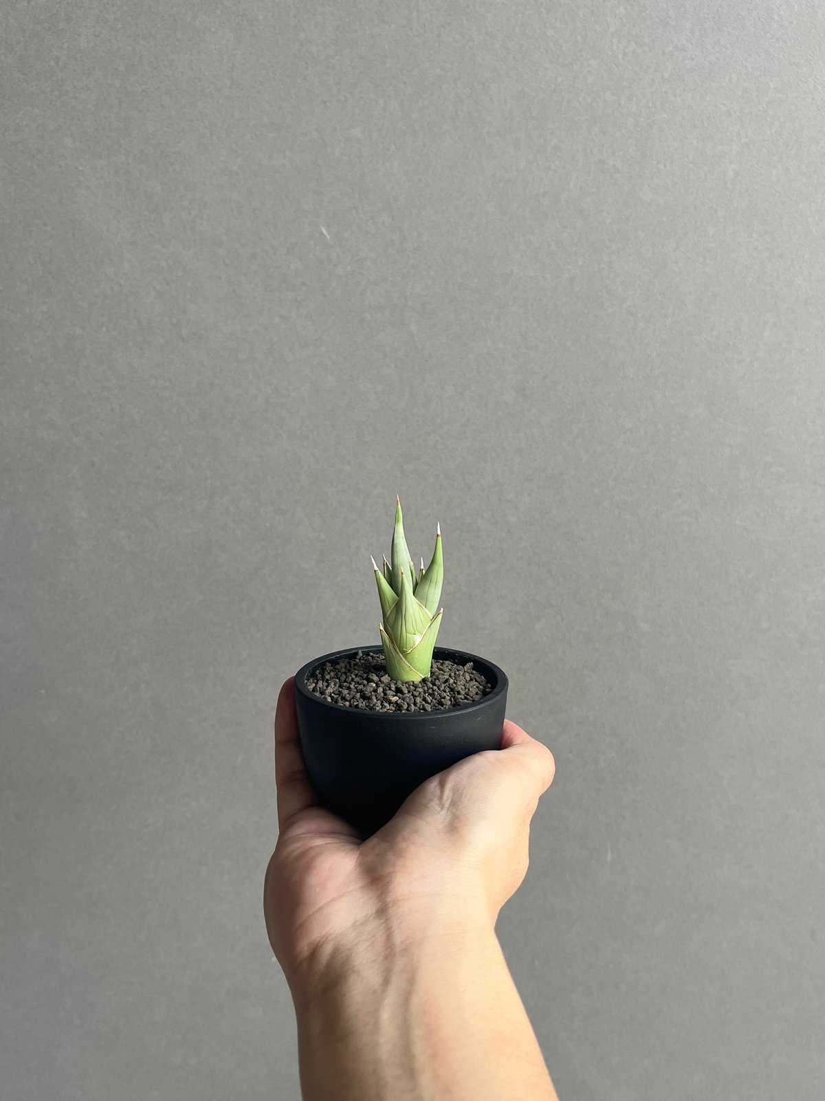 EMP サンセベリア チャニン / 親株 SA65 サンセベリア チャニン(by